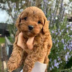 Adopt a dog:F1B Toy Cavoodles/Cavoodle/Both/Younger Than Six Months,We have 3 beautiful F1B Cavoodle Puppies left to head to their perfect forever homes.DNA Clear and HypoallergenicOur little puppies will be ready from the 11th August 2024 (8 weeks old).They will come vaccinated (1st vacc), wormed every 2 weeks of age, microchipped, a VET checked. To help with adjustment we also include a puppy pack which contains a foldable crate (so great for transport to the vet for further vaccinations and sleeping in!), feeding starter pack (Royal Canin dry food and wet food), puppy pads, worming tablets and puppy bowl.Our puppies have begun their toilet training and are champions at it. We will help you with some advice to keep this up in their new home. However, keeping in mind its a new adjustment and they are only little so they may slip up at times. All of Our Puppies are Clear from all of Genetic Diseases with Mum and Dad clear (Oviat testing).Dad is purebred Ruby Red Toy Poodle 5kg, and Mum is F1 Cavoodle 6.5 kgBoth parents are loving with a great temperament. They have been raised in our family home, surrounded by our young children and also other animals (other dogs cats and birds!).Male (small white marking on his chest)Females (White markings on face, no white markings)DOB: 16/06/2024SERIOUS ENQUIRIES ONLY