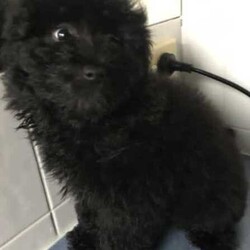 POMERANIAN x TOY POODLE/Pomeranian/Female/Younger Than Six Months,LAST ONE ADORABLE POMERANIAN puppyReady to join your familyThis cute little creature has grown up in a family environment.She will quickly adopt to your environment, please take opportunately to come and visit her to experience her humble nature and love.Mom - pomeranianDad - toy poodle*Vet checked*Microchipped*Vaccinated*Wormed every 2 weeksDOB - 5/04/2024Thank you
