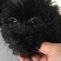 POMERANIAN x TOY POODLE/Pomeranian/Female/Younger Than Six Months,LAST ONE ADORABLE POMERANIAN puppyReady to join your familyThis cute little creature has grown up in a family environment.She will quickly adopt to your environment, please take opportunately to come and visit her to experience her humble nature and love.Mom - pomeranianDad - toy poodle*Vet checked*Microchipped*Vaccinated*Wormed every 2 weeksDOB - 5/04/2024Thank you