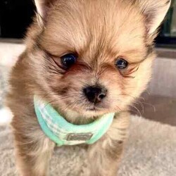 Pomeranian puppies /Pomeranian/Male/Younger Than Six Months,Gumtree adTitlePomeranian small puppiesWe are proud owners of 4 gorgeous Pomeranian puppies 