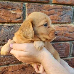 Adopt a dog:Long Haired Miniature Dachshund Puppies/Dachshund/Female/Younger Than Six Months,4 Beautiful Long Haired Minature Dachshund Puppies Looking For Their Forever Homes3 Boys & 1 Girl2 Dapple Boys1 Shaded Cream Boy1 Shaded Cream Girl (SOLD)Puppies Born 30/6/24Ready for their new homes 26/08/24Puppies will be vet checked, microchipped, wormed and vaccinatedPuppies will come with puppy packsblanket with mums scent, toys and puppy foodMum is Long Haired Black and Tan Carrying Cream 5.2kgDad is Long Haired Dapple <5kgFeel free to organise a time to face timeHappy to organise interstate travel also