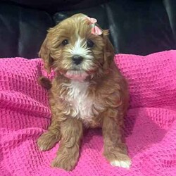 Cuddly Cavoodle Puppies- only 2 boys and 2 girls left /Cavoodle/Both/Younger Than Six Months,Cavoodles make a perfect companion. They are intelligent, affectionate, loyal and are hypoallergenic Your family isn’t complete until you have a Cavoodle.I have 3 boys and two girls left and will be ready for their new homes from next week the 7th of August . Mum and Dad have been DNA tested. Mum weighs 6.5 kg and dad weighs 8.5kg. Puppies will vary from 6kg-10kg when fullygrown. Puppies have been wormed from two weeks every two weeks and they have had their first vaccination , health check and microchipping. They eat high quality kibble , Royal Canin for puppies and will include a small bag to go home with your puppy. A small blanket with scent from mum and the litter will be provided to help transition puppy to their new home.If you are a potential doggy parent who will ensure the puppy needs are met to be healthy and happy, please text or ring on ******** 323 REVEAL_DETAILS 