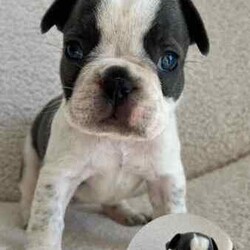 French Bulldog Pups (Purebred) /French Bulldog/Both/Younger Than Six Months,FOR SALEFrench Bulldog PupsColours: Blue/1x Blue Pied4 Female3 MaleCurrently 5 weeks oldReady for homing from the 25th of August, 2024 (8 weeks)Will be microchipped and vaccinatedPrice $2,500 eachLocated in KurrajongFor more info call or text Tara on ******5338 REVEAL_DETAILS 