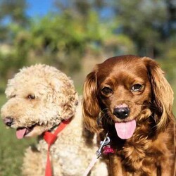 Adopt a dog:Gorgeous Cavoodle Puppies/Cavoodle/Female/Younger Than Six Months,Gorgeous F2 Cavoodles..mum and dad are gorgeous and well suited to therapy temperament..they are also big cavoodles.. mum around 6kgsand dad around 10kg.. so are great for family outings and kids and come with alot less anxiety than the smaller insecure dog breeds..pups will be available after 8wks..taking expression of interests..Archie and Lilly are in home pets and part of the family and pups are raised the same..They are used to cats and and dogs and will be introduced to noises e.g vacuums...tv..people kids so they are without anxiety..they will come vet checked.. vaccinated and wormed..currently wormed every 2 weeks..and are raised on the best of food.. and mum is on a great diet..of chicken vegetables and dry food .. yoghurt to ensure the best milk..A deposit of $200 is required to secure pup..You are more than welcome to come and visit and see pups and mum and dad..we are located in Gulmarrad in Northern nsw..Our Rpba number is 14853Please be certain you are ready for a 15 year commitment to Ur pup as well as training and also Cavoodles are not the kind of dog to be left alone all week.. they are loving and super affectionate and love company..Feel free to call and have a chat.Regard