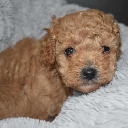 F1B Toy Cavoodles/Cavoodle/Both/Younger Than Six Months,Beautiful F1B Toy Cavoodles3 females ( 1 SOLD) , 1 male.Our puppies are raised in our family home with lots of love and affection so are very socialized.They come Wormed, microchipped & vaccinated.Ready for loving homes this saturday 10/8$2000 ono