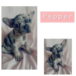 French bulldog puppies /French Bulldog/Male/Younger Than Six Months,Looking for a loving home for these 6 charming French Bulldog puppies! These playful pups are full of personality and are ready to bring joy to your family. With their unique markings and sweet temperaments, they'll make the perfect furry companions. Don't miss out on the opportunity to welcome one of these cuties into your life! Contact me for more details and to meet these adorable pups! 