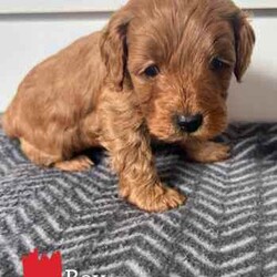 Brown Cavoodle Puppies For Sale/Cavoodle/Male/Younger Than Six Months,6 week old very cute cavoodle puppies3x boys left- Both parents have DNA papers and are cleared of any diseases or imperfections.- The puppies have been microchipped and the first lot of their vaccinations are done.- very playful and full of energy- very cuddly and gentleMessage for more information and for more photos.Very happy to answer any questions you might have.Thanks