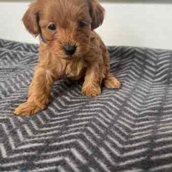 Brown Cavoodle Puppies For Sale/Cavoodle/Male/Younger Than Six Months,6 week old very cute cavoodle puppies3x boys left- Both parents have DNA papers and are cleared of any diseases or imperfections.- The puppies have been microchipped and the first lot of their vaccinations are done.- very playful and full of energy- very cuddly and gentleMessage for more information and for more photos.Very happy to answer any questions you might have.Thanks