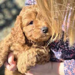 Adopt a dog:Gorgeous Cavoodle Puppies/Cavoodle/Female/Younger Than Six Months,Gorgeous F2 Cavoodles..mum and dad are gorgeous and well suited to therapy temperament..they are also big cavoodles.. mum around 6kgsand dad around 10kg.. so are great for family outings and kids and come with alot less anxiety than the smaller insecure dog breeds..pups will be available after 8wks..taking expression of interests..Archie and Lilly are in home pets and part of the family and pups are raised the same..They are used to cats and and dogs and will be introduced to noises e.g vacuums...tv..people kids so they are without anxiety..they will come vet checked.. vaccinated and wormed..currently wormed every 2 weeks..and are raised on the best of food.. and mum is on a great diet..of chicken vegetables and dry food .. yoghurt to ensure the best milk..A deposit of $200 is required to secure pup..You are more than welcome to come and visit and see pups and mum and dad..we are located in Gulmarrad in Northern nsw..Our Rpba number is 14853Please be certain you are ready for a 15 year commitment to Ur pup as well as training and also Cavoodles are not the kind of dog to be left alone all week.. they are loving and super affectionate and love company..Feel free to call and have a chat.Regard