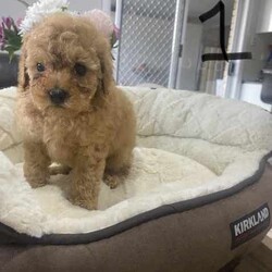 Toy Poodle Puppies for sale! /Cavoodle/Male/Younger Than Six Months,2 First Generation Toy Poodle Puppies for sale!1. Apricot colour - male - born on 01/06/2024.2. Ruby colour with white chest - male - born on 01/06/2024.Puppies are microchipped and have receive their first vaccine.Mum and dad are Toy Poodle.Licensed breeder no: 19207