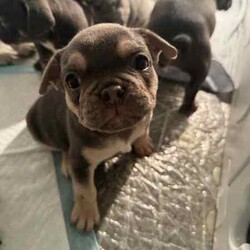 French bulldog puppies /French Bulldog/Male/Younger Than Six Months,Looking for a loving home for these 6 charming French Bulldog puppies! These playful pups are full of personality and are ready to bring joy to your family. With their unique markings and sweet temperaments, they'll make the perfect furry companions. Don't miss out on the opportunity to welcome one of these cuties into your life! Contact me for more details and to meet these adorable pups! 