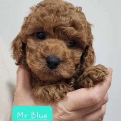 Tiny Toy Cavoodles - Male/Female - Exceptional Temperaments/Cavoodle/Both/Younger Than Six Months,These puppies are Toy Cavoodles that will mature on the smaller size of your average toy Cavoodle. Miss Peach and Miss Yellow being the tiny two currently weighing in at a teeny tiny 1kg (6.5 weeks)!This litter of puppies are so beautiful happy and super friendly. They are happy and playful but also calm (not hyper at all) they will make the most amazing family pets and companions.They have all passed their 6 week vet check, have had 1st vaccination, microchip and are up to date with worming.Our puppies are raised in a family friendly home with children and other pets so the puppies are prepared to transition into a new family environment.Both parents are beautiful family dogs both smart, calm and easy to train. The dad (toy poodle 3.8kg) is DNA checked to ensure puppies are free from testable hereditary diseases. Their mum is the sweetest family pet an adorable healthy Cavoodle (5kg).We follow the 2,4,6,8 rule with worming - meaning they are wormed every 2 weeks in our care. The puppies will also come vet checked, vaccinated and microchipped. They will come with a puppy pack to help with a positive transition into their new home.