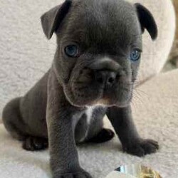 French Bulldog Pups (Purebred) /French Bulldog/Both/Younger Than Six Months,FOR SALEFrench Bulldog PupsColours: Blue/1x Blue Pied4 Female3 MaleCurrently 5 weeks oldReady for homing from the 25th of August, 2024 (8 weeks)Will be microchipped and vaccinatedPrice $2,500 eachLocated in KurrajongFor more info call or text Tara on ******5338 REVEAL_DETAILS 