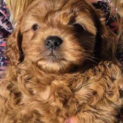 Adopt a dog:Gorgeous Cavoodle Puppies/Cavoodle/Female/Younger Than Six Months,Gorgeous F2 Cavoodles..mum and dad are gorgeous and well suited to therapy temperament..they are also big cavoodles.. mum around 6kgsand dad around 10kg.. so are great for family outings and kids and come with alot less anxiety than the smaller insecure dog breeds..pups will be available after 8wks..taking expression of interests..Archie and Lilly are in home pets and part of the family and pups are raised the same..They are used to cats and and dogs and will be introduced to noises e.g vacuums...tv..people kids so they are without anxiety..they will come vet checked.. vaccinated and wormed..currently wormed every 2 weeks..and are raised on the best of food.. and mum is on a great diet..of chicken vegetables and dry food .. yoghurt to ensure the best milk..A deposit of $200 is required to secure pup..You are more than welcome to come and visit and see pups and mum and dad..we are located in Gulmarrad in Northern nsw..Our Rpba number is 14853Please be certain you are ready for a 15 year commitment to Ur pup as well as training and also Cavoodles are not the kind of dog to be left alone all week.. they are loving and super affectionate and love company..Feel free to call and have a chat.Regard