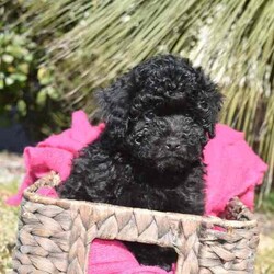 F1B Toy Cavoodles/Cavoodle/Both/Younger Than Six Months,Beautiful F1B Toy Cavoodles3 females ( 1 SOLD) , 1 male.Our puppies are raised in our family home with lots of love and affection so are very socialized.They come Wormed, microchipped & vaccinated.Ready for loving homes this saturday 10/8$2000 ono