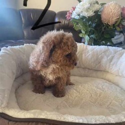 Toy Poodle Puppies for sale! /Cavoodle/Male/Younger Than Six Months,2 First Generation Toy Poodle Puppies for sale!1. Apricot colour - male - born on 01/06/2024.2. Ruby colour with white chest - male - born on 01/06/2024.Puppies are microchipped and have receive their first vaccine.Mum and dad are Toy Poodle.Licensed breeder no: 19207