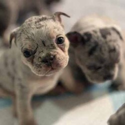 French bulldog puppies /French Bulldog/Male/Younger Than Six Months,Looking for a loving home for these 6 charming French Bulldog puppies! These playful pups are full of personality and are ready to bring joy to your family. With their unique markings and sweet temperaments, they'll make the perfect furry companions. Don't miss out on the opportunity to welcome one of these cuties into your life! Contact me for more details and to meet these adorable pups! 