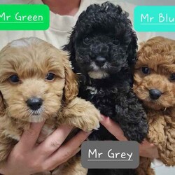 Tiny Toy Cavoodles - Male/Female - Exceptional Temperaments/Cavoodle/Both/Younger Than Six Months,These puppies are Toy Cavoodles that will mature on the smaller size of your average toy Cavoodle. Miss Peach and Miss Yellow being the tiny two currently weighing in at a teeny tiny 1kg (6.5 weeks)!This litter of puppies are so beautiful happy and super friendly. They are happy and playful but also calm (not hyper at all) they will make the most amazing family pets and companions.They have all passed their 6 week vet check, have had 1st vaccination, microchip and are up to date with worming.Our puppies are raised in a family friendly home with children and other pets so the puppies are prepared to transition into a new family environment.Both parents are beautiful family dogs both smart, calm and easy to train. The dad (toy poodle 3.8kg) is DNA checked to ensure puppies are free from testable hereditary diseases. Their mum is the sweetest family pet an adorable healthy Cavoodle (5kg).We follow the 2,4,6,8 rule with worming - meaning they are wormed every 2 weeks in our care. The puppies will also come vet checked, vaccinated and microchipped. They will come with a puppy pack to help with a positive transition into their new home.