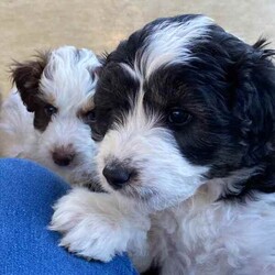 Aussiedoodles puppies/Australian Shepherd Dog/Male/Younger Than Six Months,Mini Aussiedoodle puppies, currently only one available at discount price, all others sold.We are a registered, we only breed once or twice a year for quality healthy sound dogs.Our parent dogs are extensively DNA tested by OrivetWe are registered with QPBA 0000 373558989and RPBA. 10357Our dogs are healthy happy sound and confident and can be used for therapy and assistance dogs. They are loyal loving intelligent family or companion dogs that love nothing more than to be with their humans.They will come first vaccinations, microchipped, wormed, and fully vet checked.Treated with monthly flea and tic medication.You will need a fully fenced yard for your dogs safety and regular grooming to ensure you’ll have a dog you’ll be proud to own.Aussiedoodles are low to non shedding and in my opinion thus mix is one of the best for sound intelligence and perfect companionWe can assist with flights interstate if requiredOur puppies will be ready to leave on 15th augustPlease no time wasters, check with the hubby or wife and landlords etc that you can free to commit to your new dog