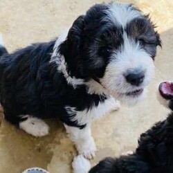 Aussiedoodles puppies/Australian Shepherd Dog/Male/Younger Than Six Months,Mini Aussiedoodle puppies, currently only one available at discount price, all others sold.We are a registered, we only breed once or twice a year for quality healthy sound dogs.Our parent dogs are extensively DNA tested by OrivetWe are registered with QPBA 0000 373558989and RPBA. 10357Our dogs are healthy happy sound and confident and can be used for therapy and assistance dogs. They are loyal loving intelligent family or companion dogs that love nothing more than to be with their humans.They will come first vaccinations, microchipped, wormed, and fully vet checked.Treated with monthly flea and tic medication.You will need a fully fenced yard for your dogs safety and regular grooming to ensure you’ll have a dog you’ll be proud to own.Aussiedoodles are low to non shedding and in my opinion thus mix is one of the best for sound intelligence and perfect companionWe can assist with flights interstate if requiredOur puppies will be ready to leave on 15th augustPlease no time wasters, check with the hubby or wife and landlords etc that you can free to commit to your new dog