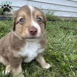 Honey/Miniature Australian Shepherd									Puppy/Female	/8 Weeks,This furball of energy is sure to greet you at the door with loads of kisses. Honey may be the smallest of her litter, but she has the most love to give. 