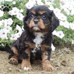 Bubbles/Cavalier King Charles Spaniel									Puppy/Female	/8 Weeks,Hi, I’m an adorable little girl looking for a new home. I would love to join you on your next adventure. Please reach out to my family for any questions you may have.