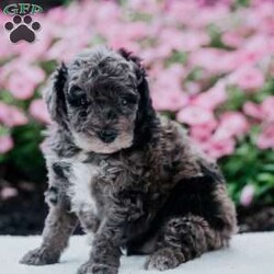 Wifi/Miniature Poodle									Puppy/Male	/June 24th, 2024,To contact the breeder about this puppy, click on the “View Breeder Info” tab above.