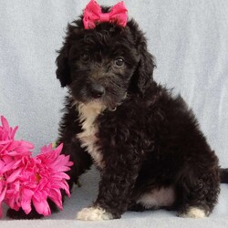 Stella/Mini Sheepadoodle									Puppy/Female	/8 Weeks,Prepare to fall in love!!! My name is Stella and I’m the sweetest little F1b mini sheepadoodle looking for my furever home! One look into my warm, loving eyes and at my silky soft coat and I’ll be sure to have captured your heart already!  I’m very happy, playful and very kid friendly and I would love to fill your home with all my puppy love!! I am full of personality, and I give amazing puppy kisses! I stand out way above the rest with my beautiful shiny black coat!!!…  I have been vet checked head to tail and  I am up to date on all vaccinations and dewormings . I come with a 1 year guarantee with the option of extending it to a 3 year guarantee and  shipping is available! We also have NDR (national doodle registry) papers available and birth certificates for an additional fee! My mother is our precious Lily, a 44# sheepadoodle with a heart of gold and a very mild personality and my father is Cory, a 15# blue merle mini poodle and he also has a wonderful personality!! Both of the parents are available to meet and the mother is genetically tested clear!   I will grow to approx  25-30# and I will be hypoallergenic and nonshedding! !!… Why wait when you know I’m the one for you? Dont miss out, call or text Martha to make me the newest addition to your family and get ready to spend a lifetime of tail wagging fun with me!   (7% sales tax on in home pickups)