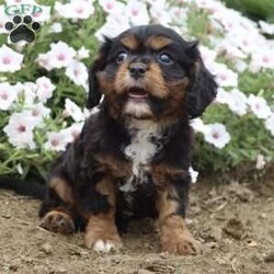 Bubbles/Cavalier King Charles Spaniel									Puppy/Female	/8 Weeks,Hi, I’m an adorable little girl looking for a new home. I would love to join you on your next adventure. Please reach out to my family for any questions you may have.