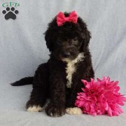 Stella/Mini Sheepadoodle									Puppy/Female	/8 Weeks,Prepare to fall in love!!! My name is Stella and I’m the sweetest little F1b mini sheepadoodle looking for my furever home! One look into my warm, loving eyes and at my silky soft coat and I’ll be sure to have captured your heart already!  I’m very happy, playful and very kid friendly and I would love to fill your home with all my puppy love!! I am full of personality, and I give amazing puppy kisses! I stand out way above the rest with my beautiful shiny black coat!!!…  I have been vet checked head to tail and  I am up to date on all vaccinations and dewormings . I come with a 1 year guarantee with the option of extending it to a 3 year guarantee and  shipping is available! We also have NDR (national doodle registry) papers available and birth certificates for an additional fee! My mother is our precious Lily, a 44# sheepadoodle with a heart of gold and a very mild personality and my father is Cory, a 15# blue merle mini poodle and he also has a wonderful personality!! Both of the parents are available to meet and the mother is genetically tested clear!   I will grow to approx  25-30# and I will be hypoallergenic and nonshedding! !!… Why wait when you know I’m the one for you? Dont miss out, call or text Martha to make me the newest addition to your family and get ready to spend a lifetime of tail wagging fun with me!   (7% sales tax on in home pickups)