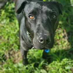 Luna/Shar Pei/Female/5 Years 7 Months,Hi I'm Luna, a sweet and gentle girl who is looking for my furever home. I hope that is with you! I am a bit shy at first, however warm up quickly to those who show me love and patience. Once given the time to break out of my shell I am sure to win your heart with my butt tuck zoomies and cheekiness. I LOVE tasty treats, especially if it is roast chicken. I would thrive in a home where someone was home most of the time to provide the love and companionship I crave. It would be great if I had indoor and outdoor access. Time soaking up some love, in a cozy bed inside and room to sniff up a storm, in a fully fenced, yarded area. I would be best suited to a quiet home, with older children where I can feel safe and secure. When it comes to furry friends, I can be a bit of a recluse and prefer the company of people over other animals. It would be best if I was the only animal in the household to be doted on. Requirements -Must meet all family  –  Children over 12 years -Must be only pet  –  Solid fencing -Peaceful/Quiet home If you are willing to take a slow approach and give me the time I need to trust and build bonds, I will reward you with endless love and loyalty. I can't wait to meet you at the Hunter Shelter! Love and kisses, Luna