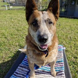 Adopt a dog:Jet/Australian Cattle Dog/Male/9 Years 5 Months,Hey there, my name's Jet! I'm on the lookout for my forever home – somewhere I can spend in the company of my new family. I will need things to do when being left alone so I don't get bored! I'd love some on-going training to build a bond with my new person and to implement nice manners in the home. You may have to be patient with my toileting habits for a while, I've lived in a kennel for a little while, so it'll take some time to adjust. I enjoy a good snuggle, so if you're after a snuggle bug – please consider me! I'm an older gentleman so laying around and keeping you company is all I really want in life.  As far as dogs go… I would prefer to be the only dog in the home as I would like all the love, pats and attention to myself. Any kiddos need to be confident around dogs! Come in to meet me!