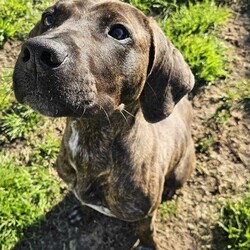 Bruno/Bullmastiff/Male/1 Year 9 Months,Hi I'm Bruno and I'm a big bugalug of a boy that needs a comfy home to settle into. I am a big goofy boy, who loves car trips to low trafficked parks, where I can sniff up a storm, as I investigate the world through my nose and have some tasty treats to decompress afterwards. I am not a fussy man and love all things food! Food is one of my love languages! I will need a home that has had experience with big dogs before and adores them to bits! I love being with my family and lounging around so I would love it if someone was home with me most of the time. I can be a bit bouncy at times but also can be sensitive at others, so it is best for me that I go to a home that is a bit more mature. I am unfortunately not a big fan of other dogs as I just don't understand them very well. I tend to get a bit overwhelmed when around them and like to keep my distance from them. This just means that you get me all to yourselves and you to me! Requirements: -Must meet all family – Must be only dog -Children over 15 years – Owner home more often -Peaceful/Quiet home – Experienced owner Bruno is a special boy that is looking for a place to call his own. If you think that your family fits the bill, then please apply for him at    Love and tail wags! Bruno