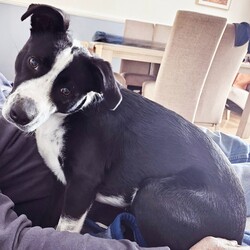Mercury/Border Collie / Staffordshire Bull Terrier/Female/1 Year 2 Months,Hi, I'm Mercury and I am on the hunt for a loving home. I have lived a life of unpredictability and have a lot to learn about the world, as I have spent most of my young life in care. I am an enrichment Queen with a zest for adventure, who would love to settle in a cozy bed indoors with a long-lasting chew and zoom around a large, fully fenced yarded area playing fetch. I would thrive in a home with older children, who I can grow with, be my love bug self and who will give me some space to be alone when I need some decompression. I am a long lasting treat connoisseur and chewing is my favourite way to decompress. Some of my favourite yummy chews are coffee wood, goat horns and venison ears. I am a social butterfly who adores socializing with larger furry friends and would do best in a home without small animals. I love going for sniff walks with furry friends, however my play style is not every canines cup of tea. For this reason I am not a gal who is going to be able to attend off lead areas. I would love a well socialised and calm furry friend who is going to teach me that taking time for some zzz's is just as rewarding as zoomies. Requirements -Must meet all family  -Children over 12 years -Must meet all dogs (can be selective)  -Not suited to a home with small pets If you think you could give me the love and devotion that I deserve, head to the Hunter Shelter and the staff can help us meet. I can't wait to see you! Love and nose boops, Mercury