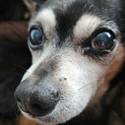 Toby/Chihuahua (Smooth Coat)/Male/14 Years 7 Months,*I am currently living in a loving foster home until my furever family comes along! Please call the shelter if you are interested in meeting me! Hi, I'm Toby a distinguished senior pup with a heart of gold, who is looking for a loving home where I can retire. I hope that is with you! I am a laid-back and gentle soul who enjoys the simple pleasures in life. With a nose that never tires of sniffing out new scents and a heart that beats for delicious food. My favourite past times include, short sniffari walks around the neighbourhood and some tasty snacks. I would be best suited for a home with older children who can appreciate my calm demeanour. I thrive on having both indoor and outdoor access, enjoying leisurely strolls in the garden and lounging in my favourite cozy spot close to my family. I am seeking a peaceful home where I can relax, take life at my own pace and soak up all the love that comes my way. As an only dog, I thrive on one-on-one attention and would love nothing more than to be a lap dog and cuddle up with my favourite humans. Requirements: -Must meet all family – Children over 15 years – Owner home more often -Must be only dog – Indoor/Outdoor access – Peaceful/Quiet home Despite my age I still have a spring in my step and a twinkle in my eye, ready to bring joy and companionship to my forever family. If you think you could give me a beautiful life, surrounded by love in my golden years, head to the Hunter Shelter and the staff can help us meet. I can't wait to see you! Love and tail wags, Toby