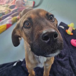 Parker/Dogue de Bordeaux / Australian Kelpie/Male/9 Months,Hi I'm Parker and I'm a sweet little boy that is now on the search for my new furever home! I haven't had the best start to life and need a family that can help me learn about the wide world around me. I haven't been exposed to many things that I might encounter in a home so there are going to be a few things that I don't understand. I will need a home that is a bit quieter as I can become a bit overwhelmed if too many things are happening at the same time. I will need calm guardians to show me all of the things in the world that I don't know and help me through the next part of my life.  I do enjoy the company of other dogs but they excite me too much for me to live with another furry friend for now. It would be best for me to learn how to play nicely with another dog from a calm social dog. Requirements: Parker is a special pup that needs a gentle hand to guide him through the next stages of his life. If you think that your home would be perfect for him then please apply at 