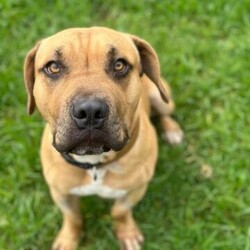 Hermit/Mastiff/Male/3 Years 5 Months,Hi there! Are you looking for a loyal companion who loves nothing more than hanging around the home and spending quality time with you? Look no further! Under my big boofy exterior is a gentle teddy bear, ready to fill your home with love and warmth. I thrive on human companionship and would be the ideal dog for those who enjoy lounging around the house with their furry friend. I'm looking for a forever home where I can be the only furry friend, as I'm not very fond of other dogs. It's essential that my new home provides me with a safe indoor space to help me feel secure and content in my home. I would also prefer a quieter home environment with no young children as I am a sensitive soul who can get overwhelmed when there is a lot going on. I don't even really need to go for walks that much, I'm way happier just hanging at home with my people! Despite my preference for a quieter lifestyle, I really am a big softie who just wants to relax at home with my human companions, pottering around the house or chewing on a pigs ear. If you think you could be my new forever family, please fill out the   or contact the shelter directly on 0477 064 192 or email us at barc@rspcansw.org.au   I am so eager to meet you and see if we could be the perfect match! Restrictions: