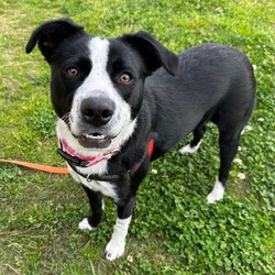 Mercury/Border Collie / Staffordshire Bull Terrier/Female/1 Year 2 Months,Hi, I'm Mercury and I am on the hunt for a loving home. I have lived a life of unpredictability and have a lot to learn about the world, as I have spent most of my young life in care. I am an enrichment Queen with a zest for adventure, who would love to settle in a cozy bed indoors with a long-lasting chew and zoom around a large, fully fenced yarded area playing fetch. I would thrive in a home with older children, who I can grow with, be my love bug self and who will give me some space to be alone when I need some decompression. I am a long lasting treat connoisseur and chewing is my favourite way to decompress. Some of my favourite yummy chews are coffee wood, goat horns and venison ears. I am a social butterfly who adores socializing with larger furry friends and would do best in a home without small animals. I love going for sniff walks with furry friends, however my play style is not every canines cup of tea. For this reason I am not a gal who is going to be able to attend off lead areas. I would love a well socialised and calm furry friend who is going to teach me that taking time for some zzz's is just as rewarding as zoomies. Requirements -Must meet all family  -Children over 12 years -Must meet all dogs (can be selective)  -Not suited to a home with small pets If you think you could give me the love and devotion that I deserve, head to the Hunter Shelter and the staff can help us meet. I can't wait to see you! Love and nose boops, Mercury