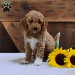 Dorothy/Mini Labradoodle									Puppy/Female	/8 Weeks,Do you need a sweet puppy to be by your side? Then this little girly is the one just for you! The generation of this puppy is f1bb. Her approximate weight when fully grown is 25-30 pounds. Family raised, up to date on shots and dewormer, and comes with a 1 year genetic health guarantee. She’s socialized with our children, who help care for the puppies!! She comes with a small bag of food, blanket, toy and a collar. Give us a call today! We’re open Monday-Saturday 8-8 and closed on Sundays. Sunday messages will be returned on Monday. Country Echoes Kennel,  Raymond Lapp Sunbury Pa 17801 Pa Kennel License #17927