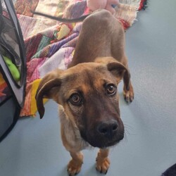 Parker/Dogue de Bordeaux / Australian Kelpie/Male/9 Months,Hi I'm Parker and I'm a sweet little boy that is now on the search for my new furever home! I haven't had the best start to life and need a family that can help me learn about the wide world around me. I haven't been exposed to many things that I might encounter in a home so there are going to be a few things that I don't understand. I will need a home that is a bit quieter as I can become a bit overwhelmed if too many things are happening at the same time. I will need calm guardians to show me all of the things in the world that I don't know and help me through the next part of my life.  I do enjoy the company of other dogs but they excite me too much for me to live with another furry friend for now. It would be best for me to learn how to play nicely with another dog from a calm social dog. Requirements: Parker is a special pup that needs a gentle hand to guide him through the next stages of his life. If you think that your home would be perfect for him then please apply at 