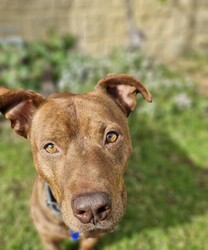 Frankie/Staffordshire Bull Terrier / Dachshund Standard (Smooth)/Male/4 Years 5 Months,Hi friends, my name is Frankie! I'm a handsome little gentleman looking for my forever home, could that be with you? I have had a rough start to life but with the help of my shelter friends, I am now ready to join my new family! I am a very affectionate young man, who loves nothing more than spending quality time with my humans, whether it's basking in the sunshine or curled up on the lounge watching your favourite tv show! I'd suit a quieter home, preferably with no young children, and no other animals, as I can sometimes get overwhelmed with too much noise and activity around me. I would also love it if my humans were home more often than not, as I'm quite a clingy man and love their constant attention and cuddles. I know sometimes you have to go out, if you can leave me with some fun toys, yummy treats, and a snuggly bed, I should be safe and happy until you get home. I would benefit from daily enrichment and interactive feeders to help keep my mind and body active. If you think that your home would be a good fit, please fill out an application online at  or call 0477 064 192 and the team at BARC will be in touch to arrange a meet and greet. Love, Frankie x Requirements: