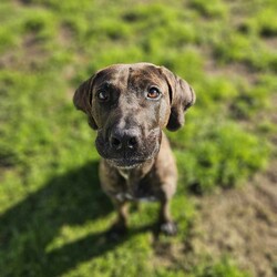 Bruno/Bullmastiff/Male/1 Year 9 Months,Hi I'm Bruno and I'm a big bugalug of a boy that needs a comfy home to settle into. I am a big goofy boy, who loves car trips to low trafficked parks, where I can sniff up a storm, as I investigate the world through my nose and have some tasty treats to decompress afterwards. I am not a fussy man and love all things food! Food is one of my love languages! I will need a home that has had experience with big dogs before and adores them to bits! I love being with my family and lounging around so I would love it if someone was home with me most of the time. I can be a bit bouncy at times but also can be sensitive at others, so it is best for me that I go to a home that is a bit more mature. I am unfortunately not a big fan of other dogs as I just don't understand them very well. I tend to get a bit overwhelmed when around them and like to keep my distance from them. This just means that you get me all to yourselves and you to me! Requirements: -Must meet all family – Must be only dog -Children over 15 years – Owner home more often -Peaceful/Quiet home – Experienced owner Bruno is a special boy that is looking for a place to call his own. If you think that your family fits the bill, then please apply for him at    Love and tail wags! Bruno