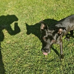 Adopt a dog:Ebony/Australian Kelpie / Staffordshire Bull Terrier/Female/1 Year 10 Months,Hey there, I'm Ebony and I'm getting ready to go home! When we meet you'll notice my little tippy-taps as I approach, a nervous yet excited dancer, eager to connect. Sometimes, I might even throw in a spin or two just to show off! Despite my nervous tendencies, I'm quite curious, and want to explore and understand the world around me. Loud sounds and sudden movements can spook me, I'll need a home that is quiet and calm that I can relax in.  I like to spend my time lounging around and sniffing out the backyard. I am quite independent, I haven't had a lot of experience with humans. I'll need some help learning about human interactions, your patience and guidance are invaluable to me. I think I'll thrive in a loving home where I am understood and can take my time to come out of my shell. With your care and encouragement, I'm sure to grow into a confident and cherished member of your family.  If you would like to meet me and see my dance moves please fill out the following form  or call 0477 064 192 or email us at barc@rspcansw.org.au  Peace out,  Ebony Recommendations: