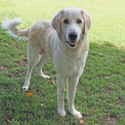 Ace/Maremma Sheepdog / Bullmastiff/Male/1 Year 10 Months,Hey there, future best friend! I’m Ace, your soon-to-be best buddy! I’m a big, lovable Maremma on the hunt for my forever home. I’m super loyal and affectionate with my family, but I might need a little time to warm up to new people. Think of me as a friendly giant who takes things slow and steady! I’m pretty smart—I already know how to sit, lie down, and shake hands. I walk nicely on a leash and love a good grooming session. While I enjoy hanging out with my humans indoors, I’ll need a spacious yard where I can stretch out and keep an eye on my territory. I’m a gentle soul, but because I can get the zoomies and I’m on the larger side, I’d do best in a home with kids over 12. A calm, quiet environment will make me the happiest. If you think you’re ready for a big, goofy buddy like me, bring the whole family and any other dogs to the shelter. Let’s take it slow and get to know each other. I’m sure we’ll be the best team! Can’t wait to meet you! Tail wags, Ace My adoption fee is $500 and I come desexed & microchipped, with my vaccinations & flea, tick and worming treatments all up to date.  ﻿If you are interested in meeting me please follow the link   to fill out the form or call 0477 064 192 to talk to our staff and book in a meet and greet.