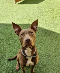 Cardinal/Staffordshire Bull Terrier / Australian Kelpie/Male/1 Year 6 Months,Hey there, I'm Cardinal! I'm a very handsome young man who is searching for my new home where I can be treated like the prince I am while I learn all there is to know about life! Daily exercise with my new family would be great and any kids in the home need to be confident around dogs. I will thrive in a home where I have plenty of choice when interacting. I don't like being overhandled and of course, adult family members will need to monitor interactions with any children for a little while when I first get home. I really enjoy having something to do! I love snuffle and licki mats, these will keep me entertained if you ever need to leave me for a short time. Also, having my toys on a rotation will help to keep me interested in them! I will need some training, so my new owner needs to be prepared to put a bit of effort into my training, partner up with a positive reinforcement trainer to gain some good skills and tips! My backyard needs to be secure with somewhere I can escape to out of the weather – speaking of – I do tend to get a little worried during thunderstorms so please keep me nice and contained safely within your home during these spooky events!  Anyway, I think that's all I need for now! I hope to start my new adventure soon! 