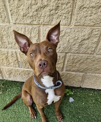 Cardinal/Staffordshire Bull Terrier / Australian Kelpie/Male/1 Year 6 Months,Hey there, I'm Cardinal! I'm a very handsome young man who is searching for my new home where I can be treated like the prince I am while I learn all there is to know about life! Daily exercise with my new family would be great and any kids in the home need to be confident around dogs. I will thrive in a home where I have plenty of choice when interacting. I don't like being overhandled and of course, adult family members will need to monitor interactions with any children for a little while when I first get home. I really enjoy having something to do! I love snuffle and licki mats, these will keep me entertained if you ever need to leave me for a short time. Also, having my toys on a rotation will help to keep me interested in them! I will need some training, so my new owner needs to be prepared to put a bit of effort into my training, partner up with a positive reinforcement trainer to gain some good skills and tips! My backyard needs to be secure with somewhere I can escape to out of the weather – speaking of – I do tend to get a little worried during thunderstorms so please keep me nice and contained safely within your home during these spooky events!  Anyway, I think that's all I need for now! I hope to start my new adventure soon! 