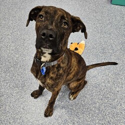 Adopt a dog:Mocha/Boxer / Mastiff/Female/1 Year 1 Month,Hi, I'm Mocha, it's so nice to meet you! I'm a sweet and gentle girl with a beautiful, goofy nature and the kindest eyes. In my previous home I was quite sheltered, so I haven't experienced much of the world yet! New sights and sounds can overwhelm me at times, but once I feel safe my loving nature really shines through! I thrive in calm, quiet environments and enjoy simple pleasures like lounging on the couch or strolling around the backyard. When the staff bring me up to the office I love to come up and lean on them for a bit of a pat. I am super sweet and just love to be around my favourite people. I would love if my family were home a bit more often like if they worked from home every now and then :). I'm looking for a patient and understanding owner who can introduce me to new experiences gradually, helping me build confidence at my own pace. With your love and consistency, I'm ready to blossom into the happy, secure dog I know I can be. My ideal home would be a quieter one with adults only or older children who can offer the patience and gentle handling I need. A secure, fenced yard would be ideal so that I can have in/outdoor access to explore at my own pace. I would also be best suited to a home with no other dogs. I can get along with other calm dogs, but high-energy animals are often too much for me. If you have a loving heart and a bit of extra patience, I could be the perfect companion for you. Please contact the shelter to meet me and start our journey together. Let's make my dream of a loving home come true! If you think you could be my new forever family, please fill out an application at   or contact the shelter directly on 0477 064 192 or email us at barc@rspcansw.org.au   RESTRICTIONS: -No children under 15 -Must be only dog -Experienced owner -Indoor/outdoor acce
