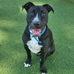 Nash/Staffordshire Bull Terrier / Australian Cattle Dog/Male/1 Year 9 Months,Good things come in three… LEGS! Meet handsome Nash! Nash's journey may have had a few bumps, but his spirit is unbreakable, and his heart is ready to love unconditionally in his new forever home. Despite his tough start, Nash is a shining example of resilience and joy, waiting for that special someone to share life's adventures. Nash thrives as the only pet in the household, where he can be the centre of attention and bask in all the love you have to offer. Nash is eager to join a family who understands his unique needs and will cherish him for the sweet, gentle soul that he is. Nash requires a patient and experienced owner who can guide him with care and understanding. Whether you have experience with special-needs dogs or are willing to learn, Nash will reward you with unwavering loyalty and affection. He needs moderate exercise to maintain his ideal weight, so short walks are his forte—think leisurely strolls rather than marathon runs! A house with minimal or no stairs is also required to help Nash move around comfortably! With Nash, you're not just adopting a dog; you're gaining a true friend and companion. His endearing spirit and loving nature will brighten your days and warm your heart. Nash's zest for life is infectious, reminding us all to embrace each moment with joy and gratitude. If you're looking to make a profound difference in a dog's life and receive boundless love in return, Nash is eagerly awaiting your embrace. Fill out an adoption application today and open your home to a furry friend who will redefine the meaning of loyalty and resilience. Nash is ready to embark on new adventures with you—don't miss out on this incredible opportunity to make him a cherished member of your family! Requirements: If you think you could be Nash's forever family, please fill out an application at  or contact the shelter directly on 0477 064 192 or email us at barc@rspcansw.org.au  