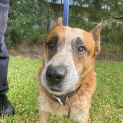 Adopt a dog:Jet/Australian Cattle Dog/Male/9 Years 5 Months,Hey there, my name's Jet! I'm on the lookout for my forever home – somewhere I can spend in the company of my new family. I will need things to do when being left alone so I don't get bored! I'd love some on-going training to build a bond with my new person and to implement nice manners in the home. You may have to be patient with my toileting habits for a while, I've lived in a kennel for a little while, so it'll take some time to adjust. I enjoy a good snuggle, so if you're after a snuggle bug – please consider me! I'm an older gentleman so laying around and keeping you company is all I really want in life.  As far as dogs go… I would prefer to be the only dog in the home as I would like all the love, pats and attention to myself. Any kiddos need to be confident around dogs! Come in to meet me!