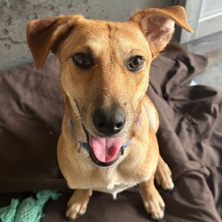 Matey/Australian Kelpie/Male/1 Year 5 Months,Hey there I am on the lookout for my very own forever home, I am a young pup who is in the need of a guardian that is willing and able to work on my ongoing training and socialisation. I have had a rough start to life, so will need a family that will take it slow and at my pace, a quiet and peaceful home is ideal for me so that I can develop a routine and settle into my new environment. Setting me up with my very own safe haven is an amazing idea so that I can retreat when I need to, providing me with enrichment items while in here will help me develop a positive association with this area. Looking into a positive reinforcement trainer in your area is a great idea as I may need some training classes in the near future to help me develop my life skills. I am a sweet pup who is just looking for a family that will give me some love and understanding and show me that life isn't too bad, I am super smart and willing to learn and will give you everything I have if you just give me some time and patience. I will need an owner home more often than not to help me settle into my new home and learn your routine. Requirements: **If you are interested is giving this wonderful pet a home please visit our website and complete an expression of interest 